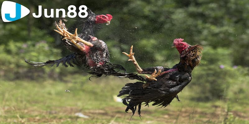 Lưu ý khi đặt cược trong đá gà cựa dao