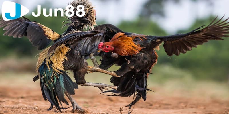 Luật chơi của đá gà cựa dao cho người mới bắt đầu