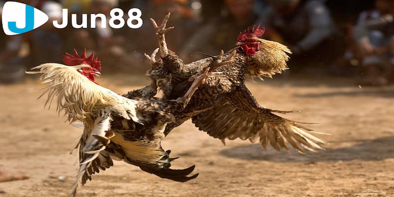 Đá gà cựa dao được hiểu tổng quan là gì?