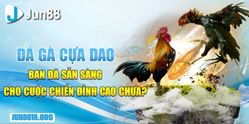 da ga cua dao ban da san sang cho cuoc chien dinh cao chua