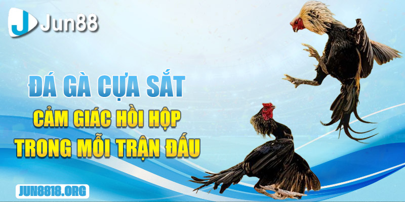 da ga cua sat cam giac hoi hop trong moi tran dau