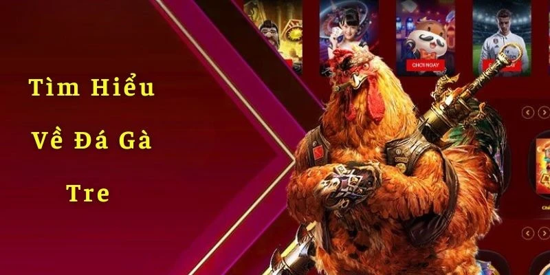 Đá gà tre cực thu hút tín đồ sư kê cả mới và cũ