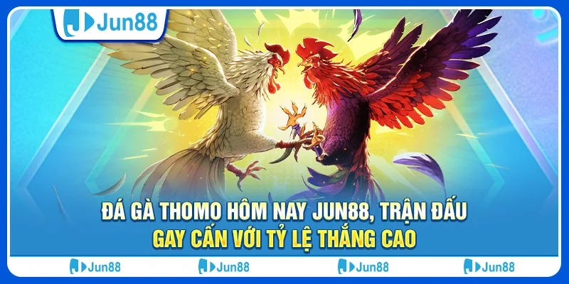 Đá gà Thomo hôm nay Jun88, trận đấu gay cấn với tỷ lệ thắng cao