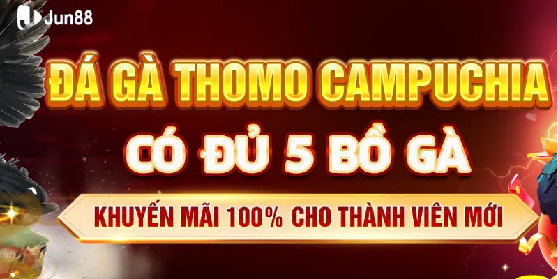 Đá gà Thomo là gì