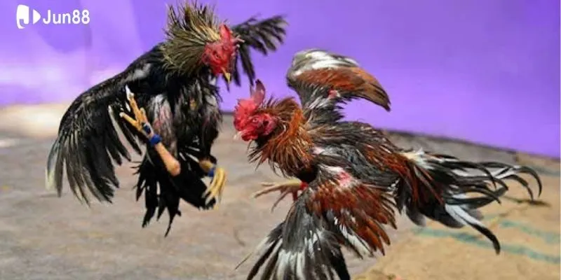 giai-ma-ly-do-da-ga-truc-tiep-thu-hut-nguoi-choi