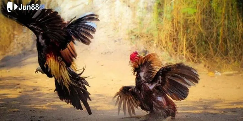 luu-y-ban-nen-nho-khi-tham-gia-da-galuu-y-ban-nen-nho-khi-tham-gia-da-ga