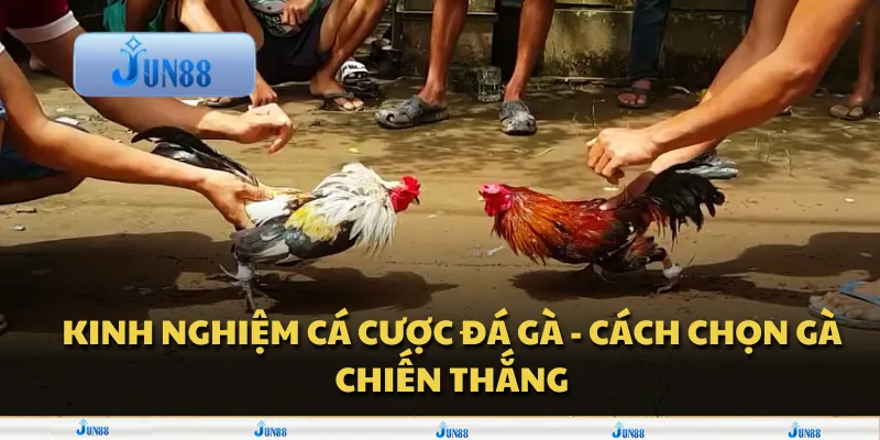Kinh nghiệm cá cược đá gà - Cách chọn gà chiến thắng