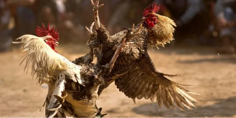 Tìm hiểu về các dòng gà chọi nổi tiếng tại Việt Nam