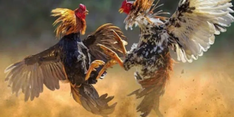 Những loại hình cá cược đá gà phổ biến 